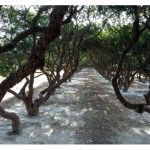 Mastic trees, Chios. Photo © Facebook - ΟΙ ΟΜΟΡΦΙΕΣ ΤΗΣ ΕΛΛΑΔΑΣ ΜΑΣ