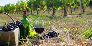 wine_grapes
