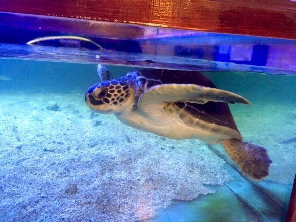 Photo source: Aquaworld Aquarium & Reptile Rescue Centre