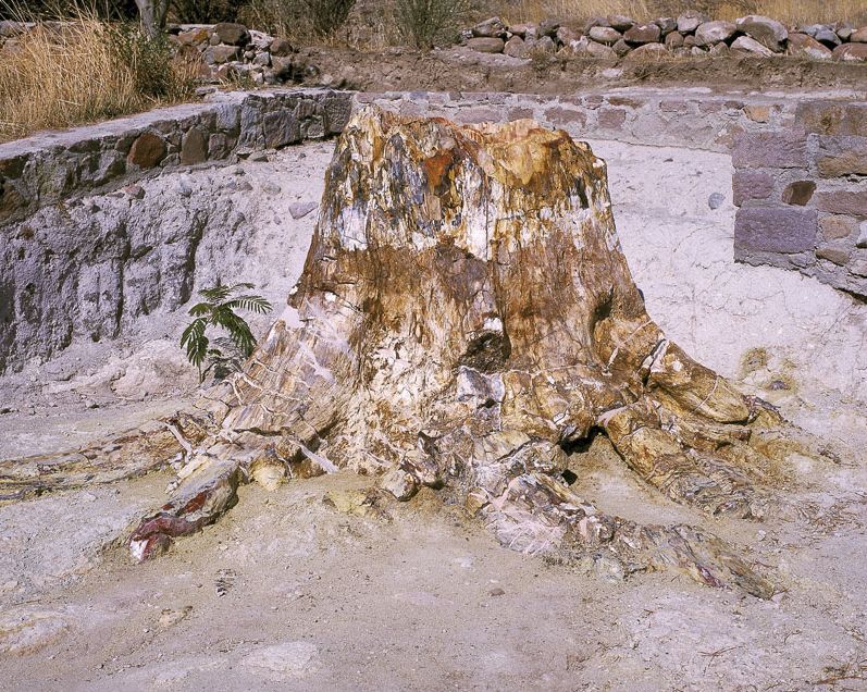 A standing petrified conifer trunk of the Lesvos Geopark. Photo source: European Geoparks Network