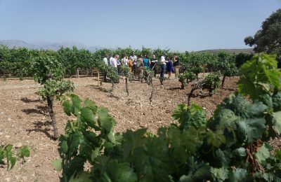 Vineyard tour on Crete.