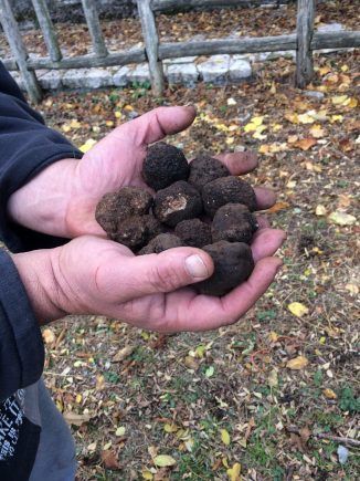 Black truffles in Arcadia. Photo: Maria Paravantes