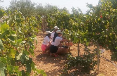 Vine harvesting at Creta Maris