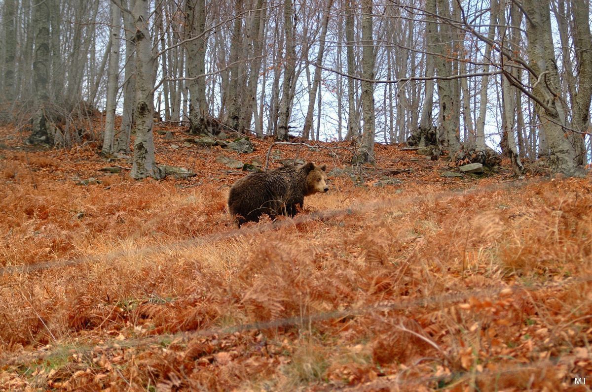 The Arcturos Environmental Reserve, which protects bears and wolves, in Nymfaio that is located near Florina.