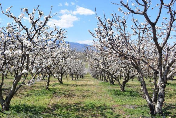 GNTO’s ‘Cherry Blossom in Pieria’ Initiative to Boost Tourism