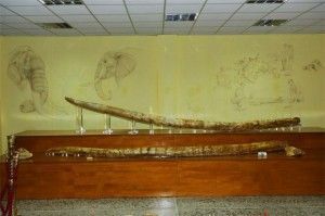 The two fossil mastodon tusks found in Milia, Grevena at 5.02 metres in length and dating back three million years.